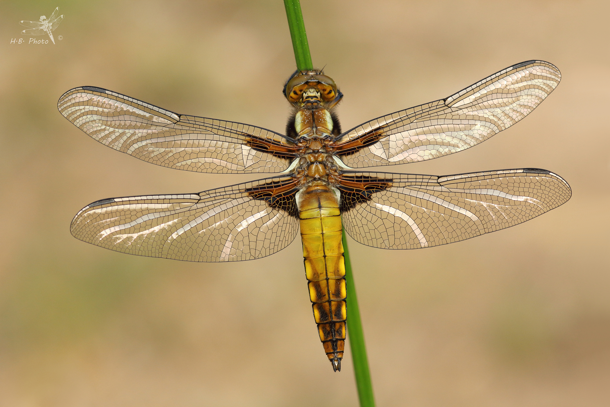 Libellula depressa, maschio, neonato