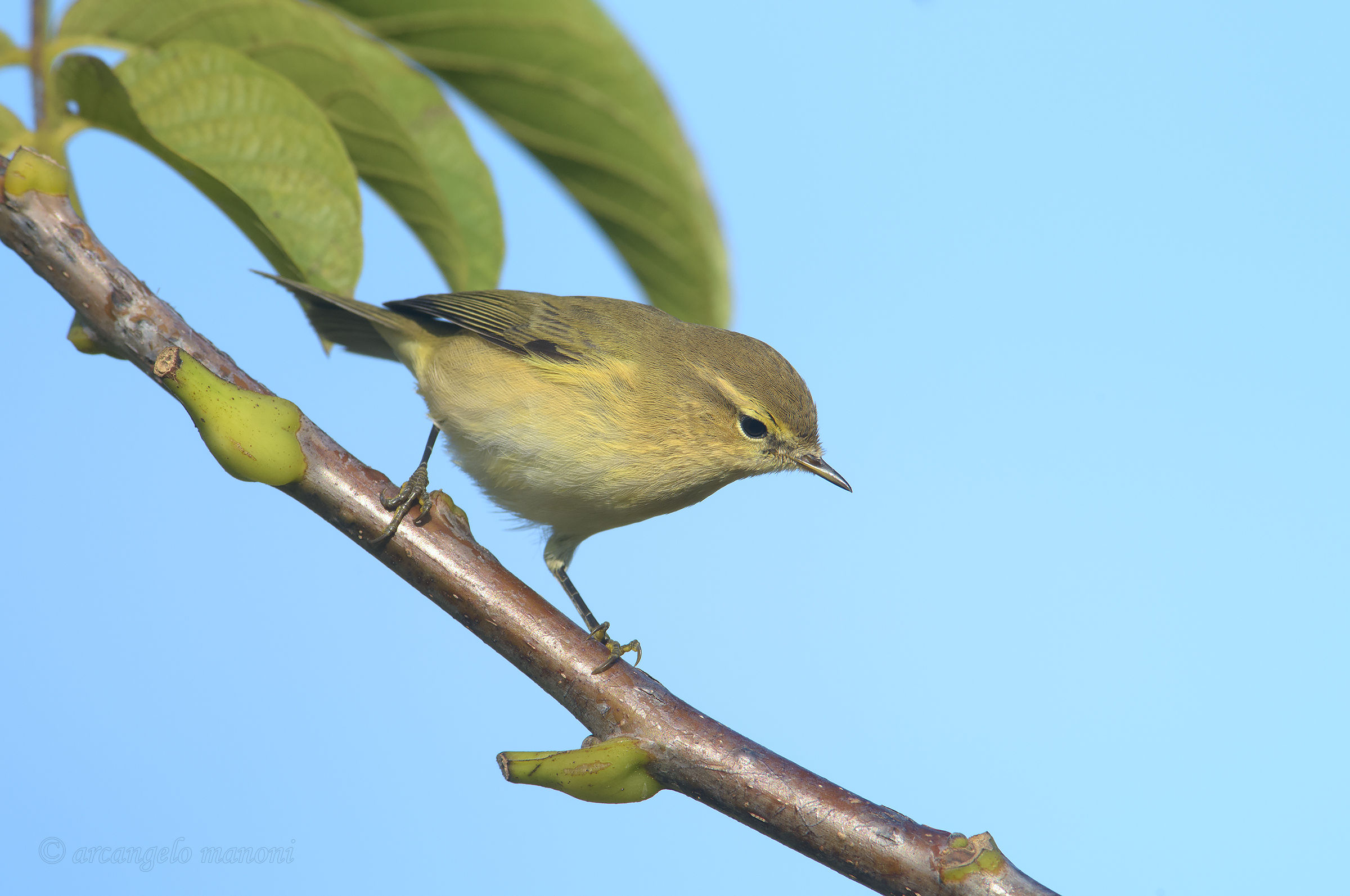 Lui piccolo in discesa