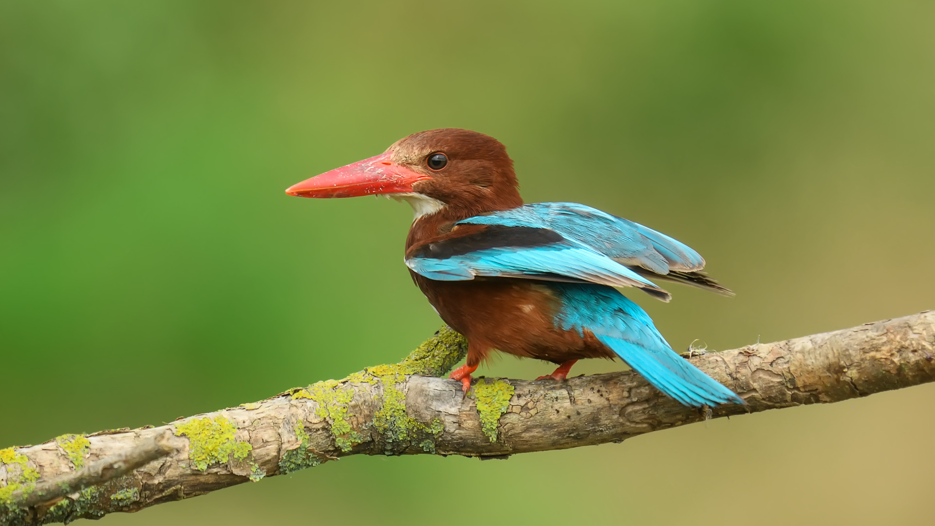 Halcyon smyrnensis »golabianca Kingfisher