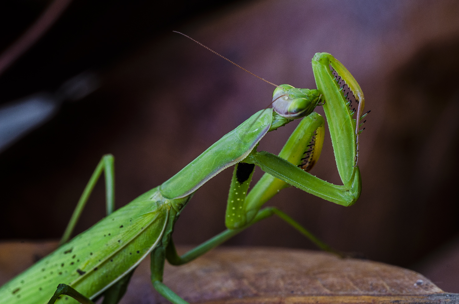 Mantide religiosa 11