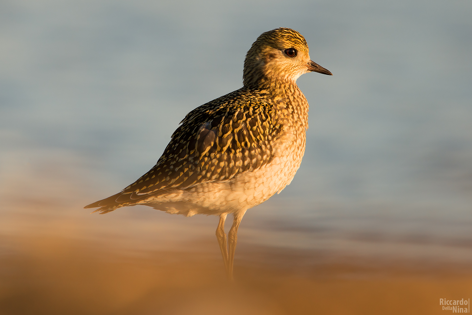 Golden Plover Last light