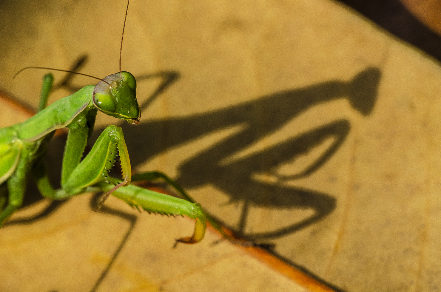 Mantide e la sua ombra