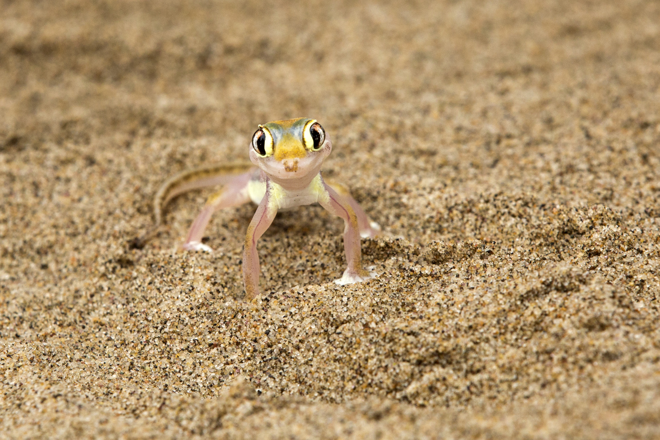 Geko palmato del deserto della Namibia