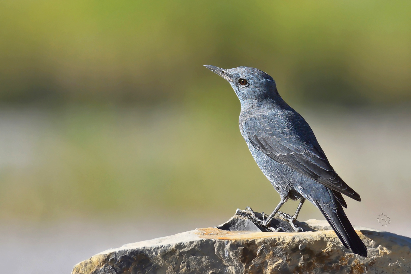 Blue Rock Thrush (Monticola solitarius)