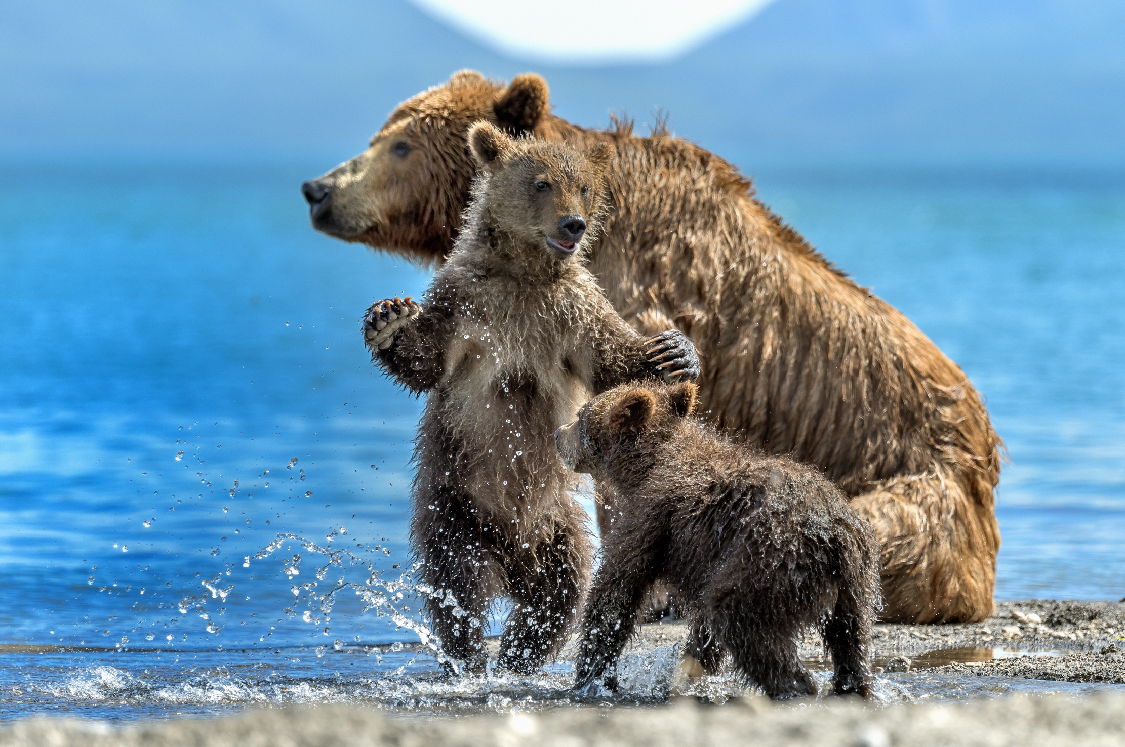 Kamchatka 2016 - Con mamma orsa