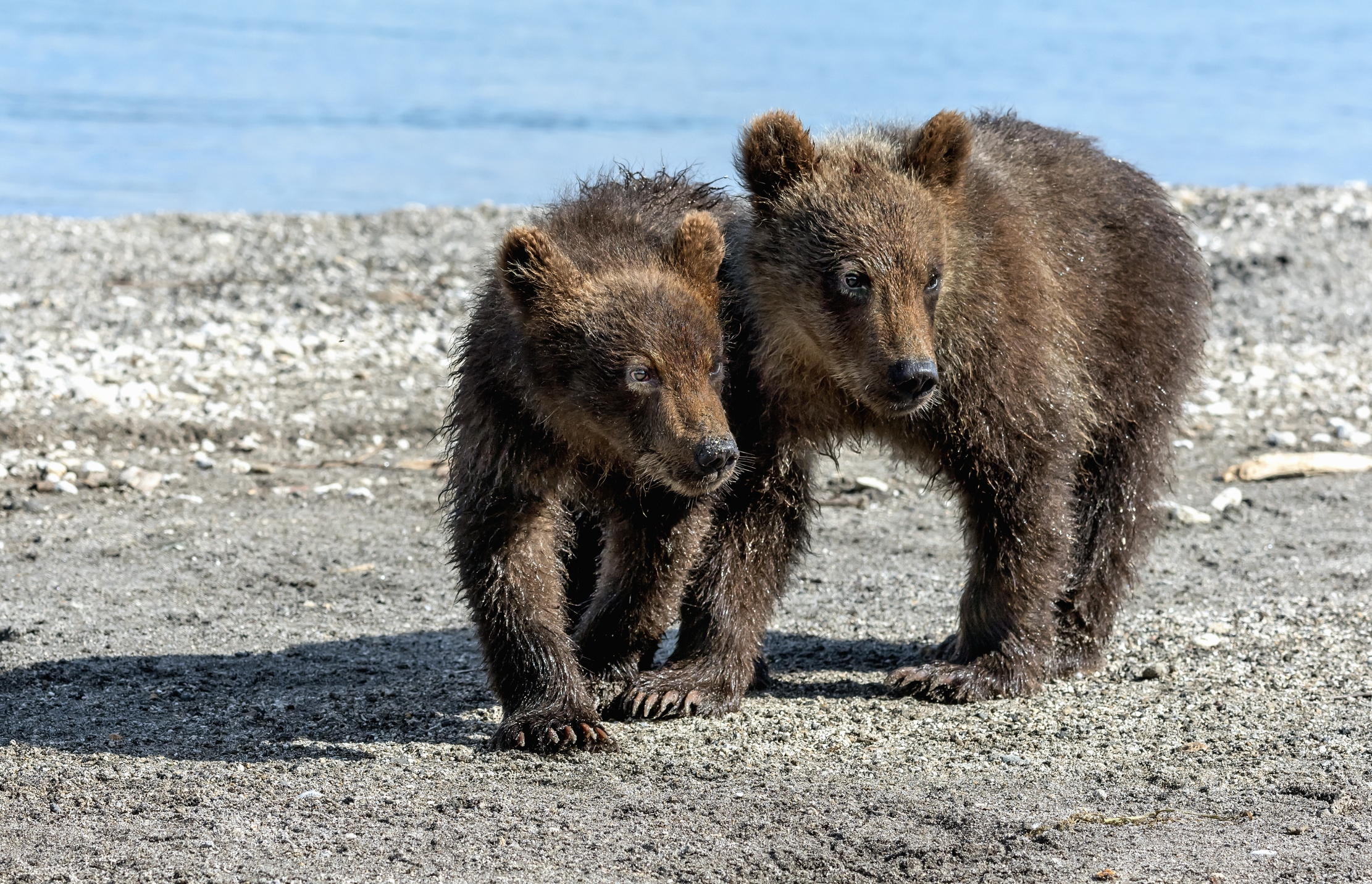 Kamchatka 2016 - Brothers