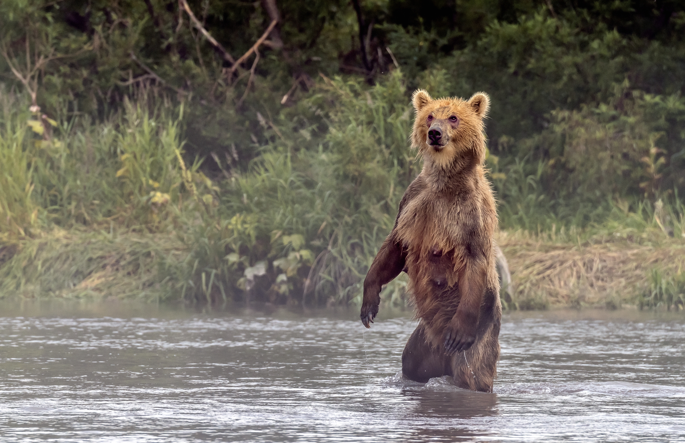 Kamchatka 2016 - Nella nebbiolina del mattino