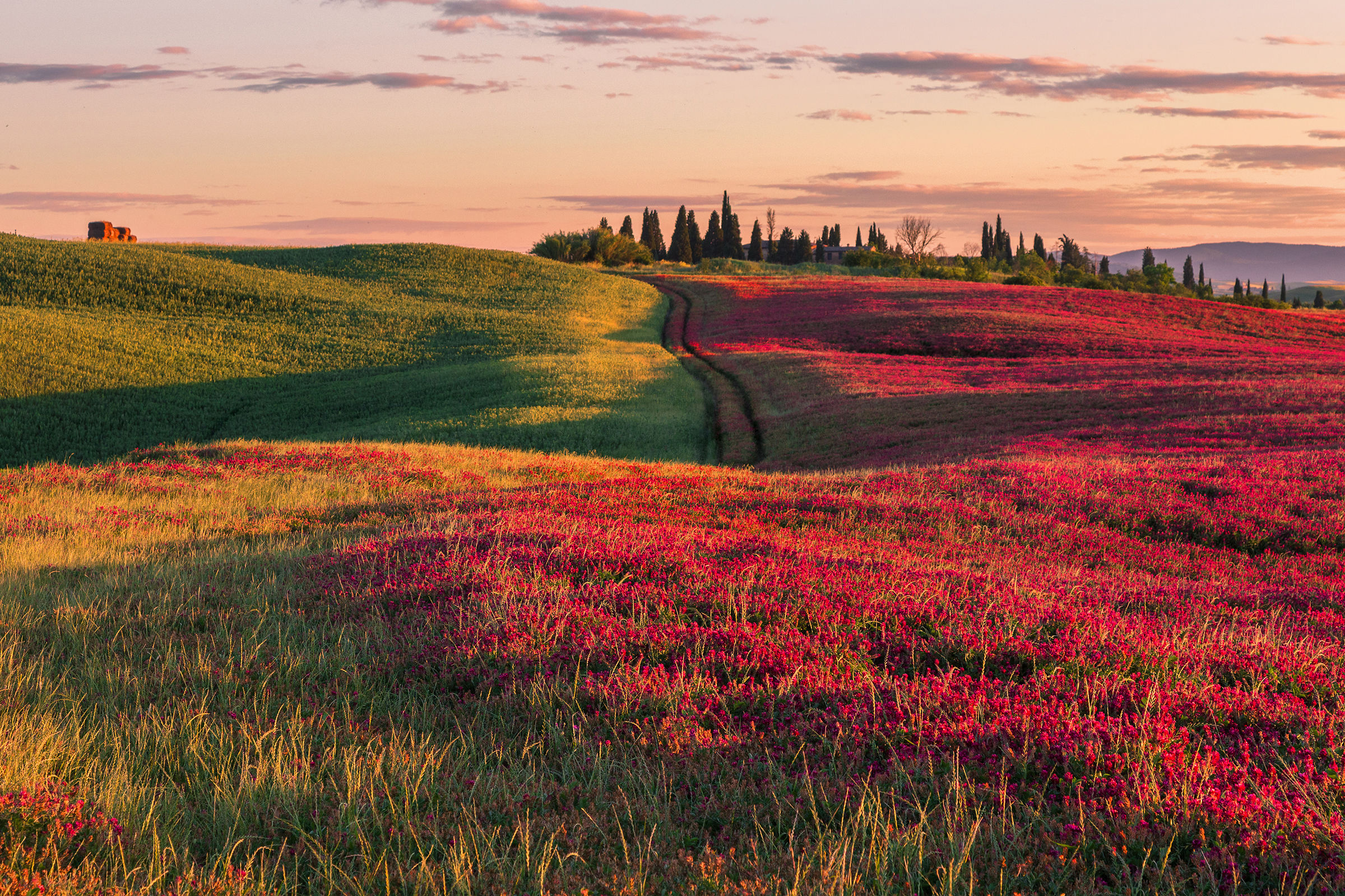 Campo di sulla fiorita