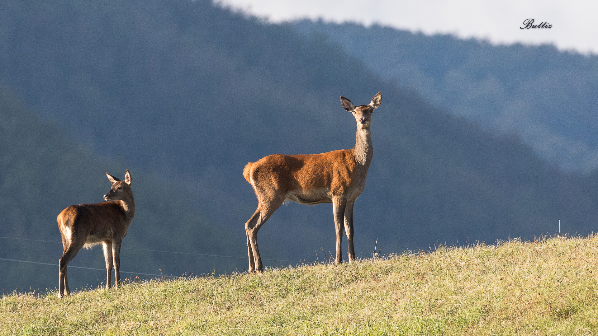 Female Deer with Fawn