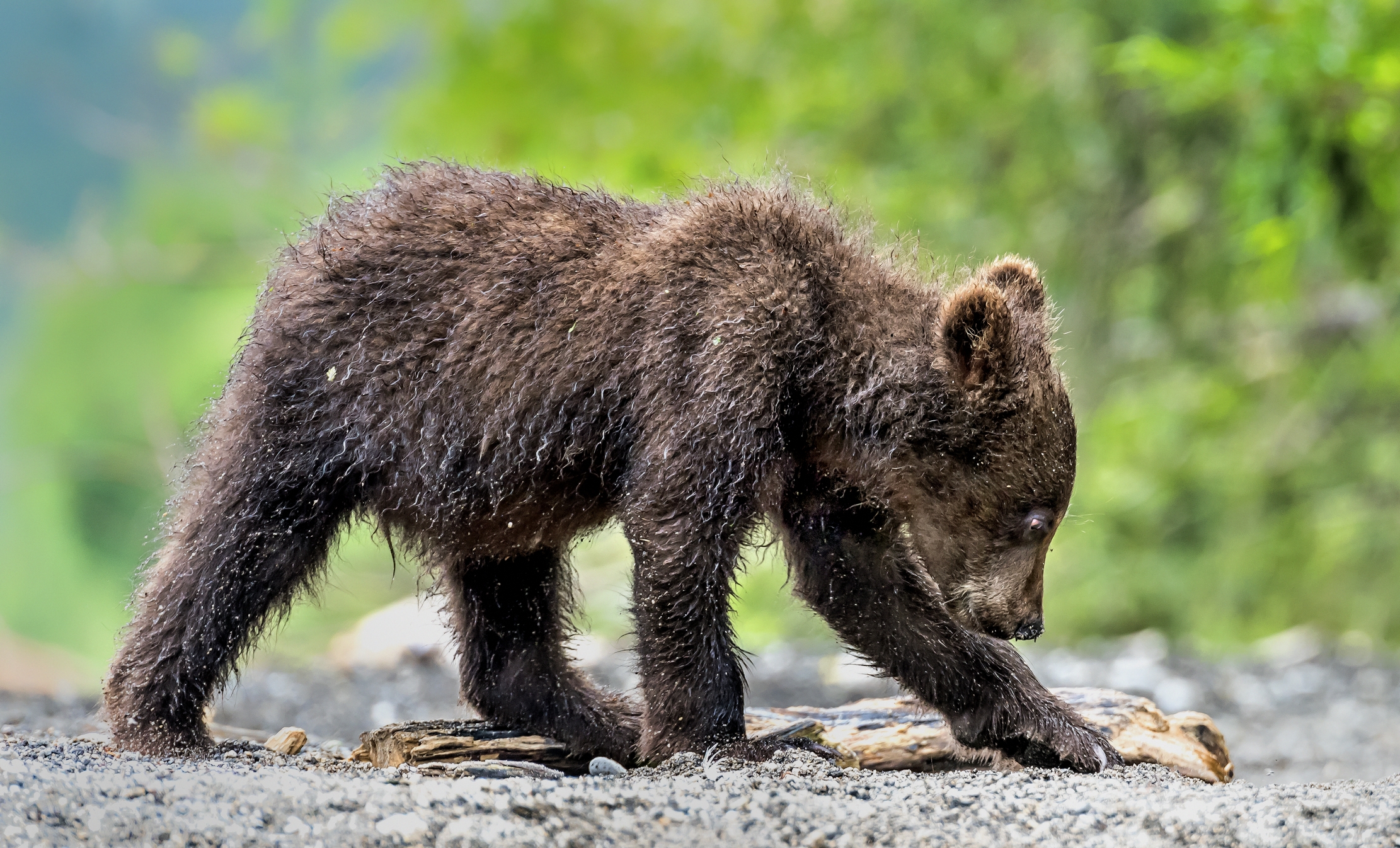 Kamchatka 2016 - Cub