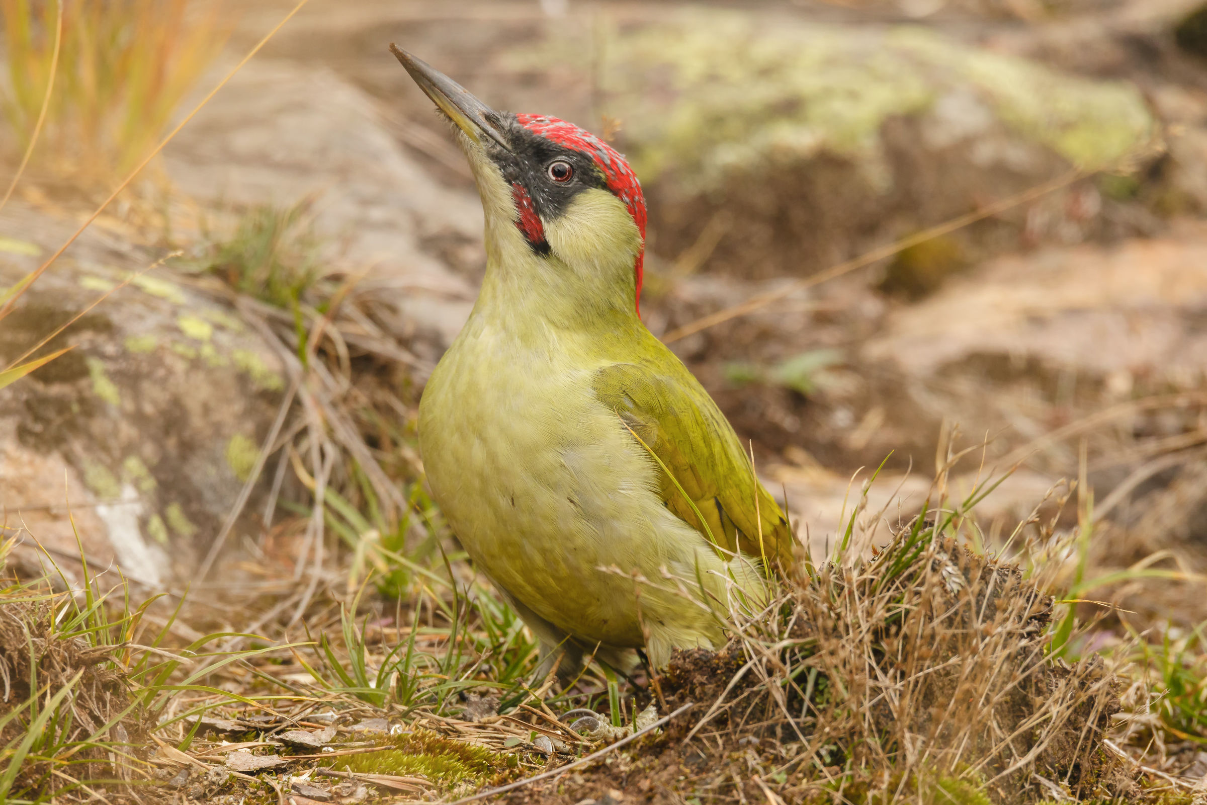 Green Woodpecker (I took a punch in the eye)