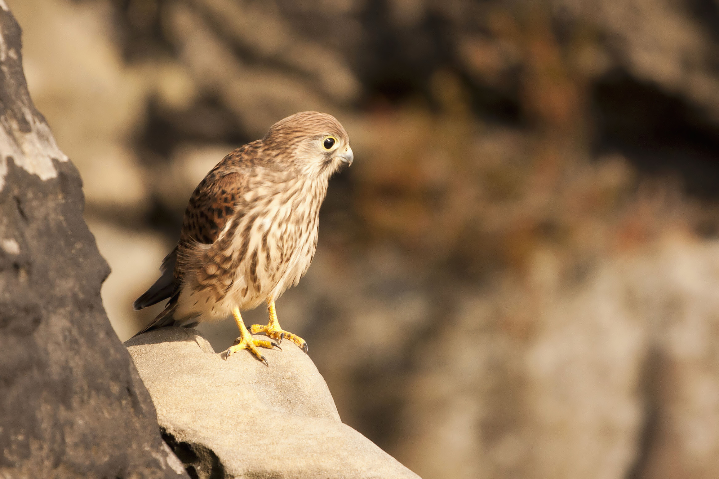 Common Kestrel (Falco tinnunculus)