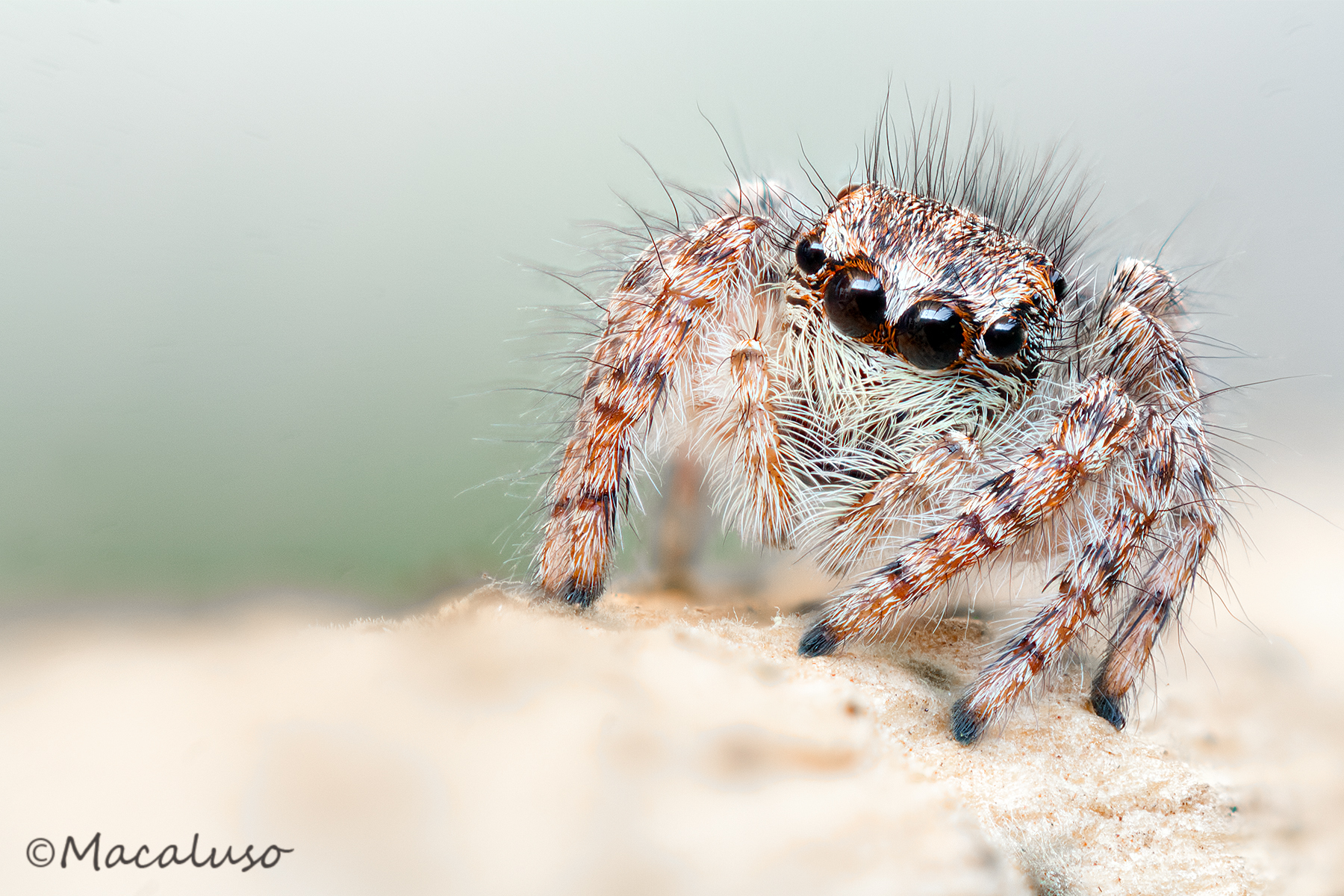 philaeus Chrysops fly (female)