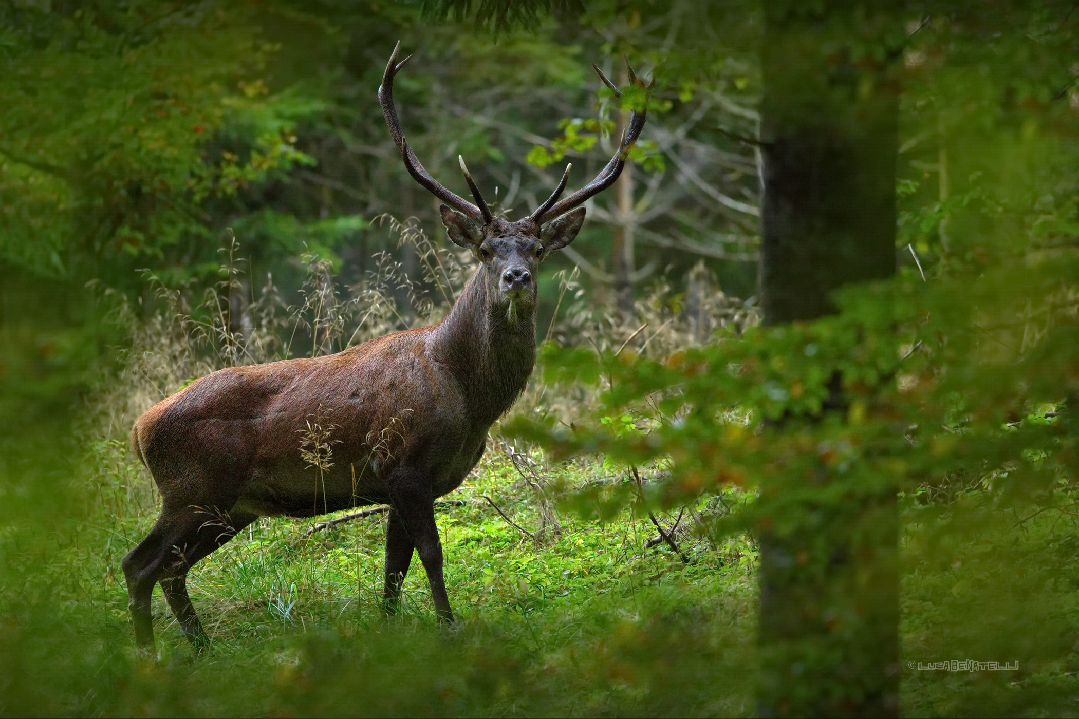 Foresta del Cansiglio