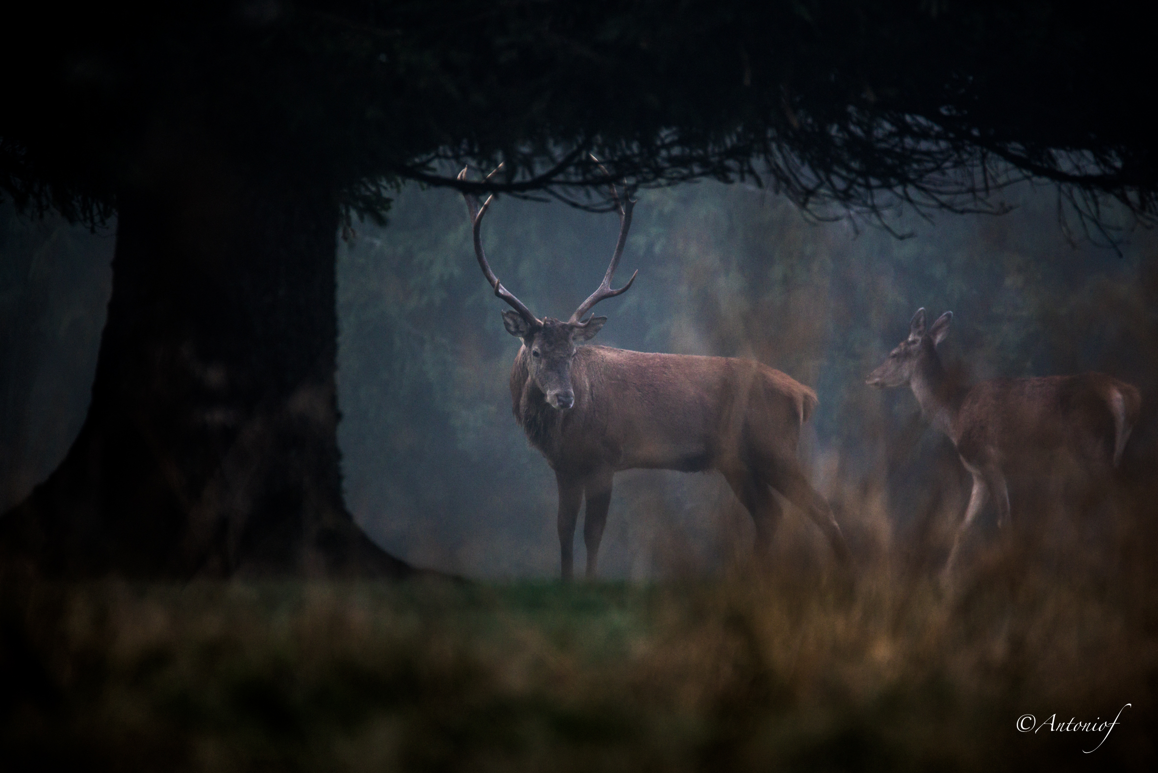 out of the woods ...