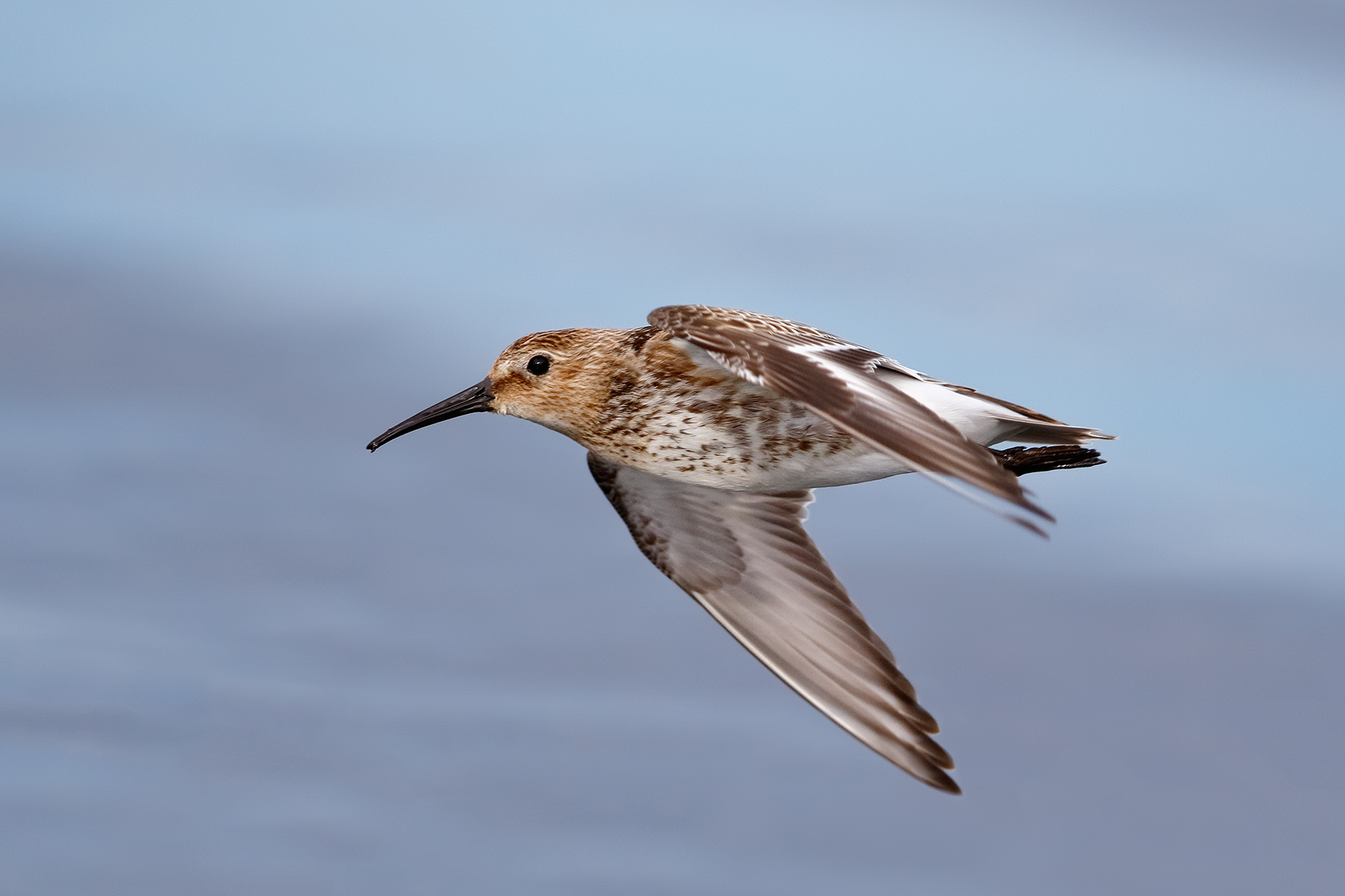 Piovanello pancianera