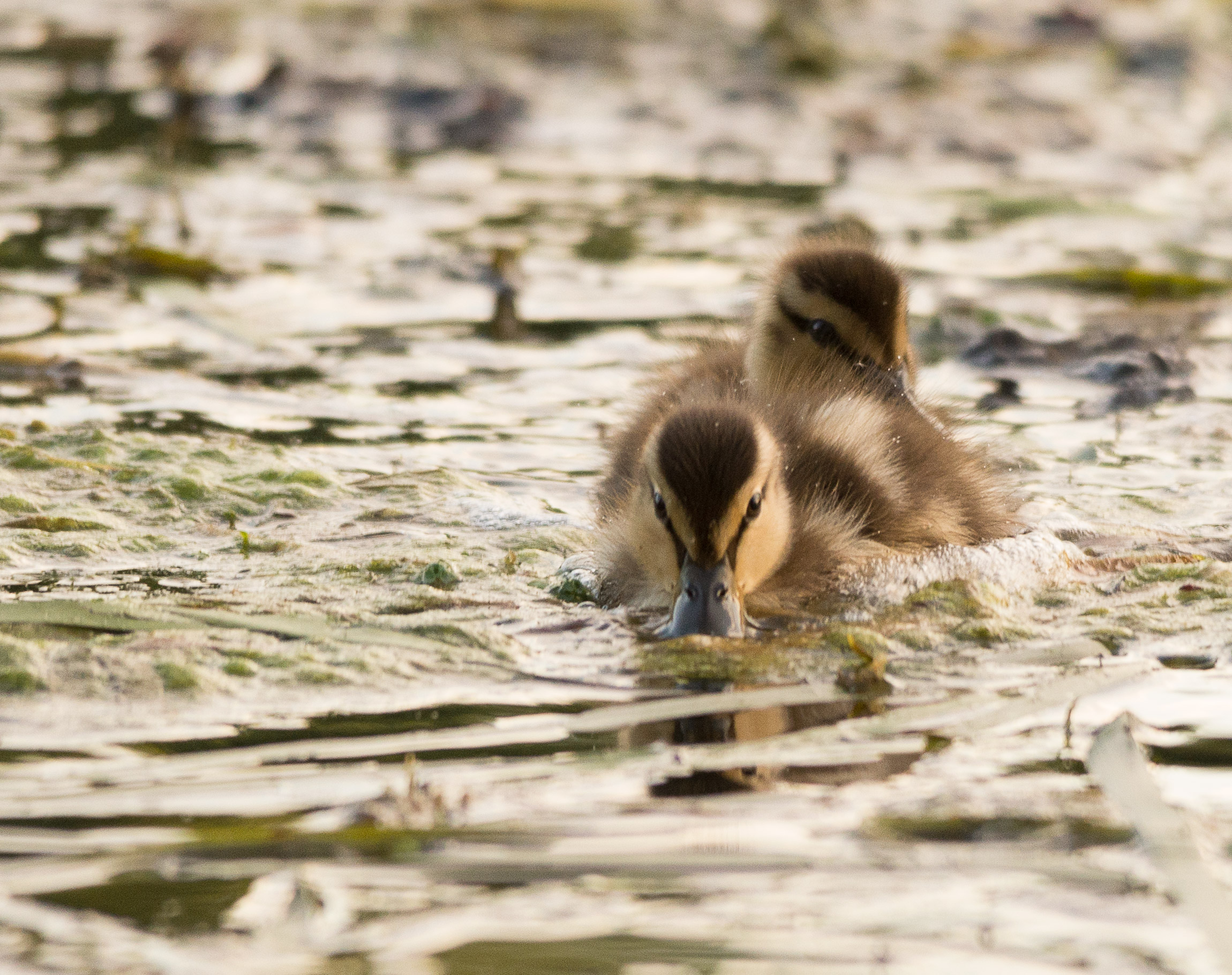Small duckling
