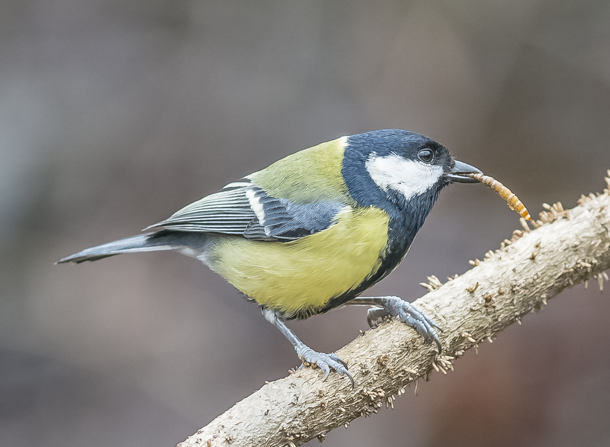 Cinciallegra con larva