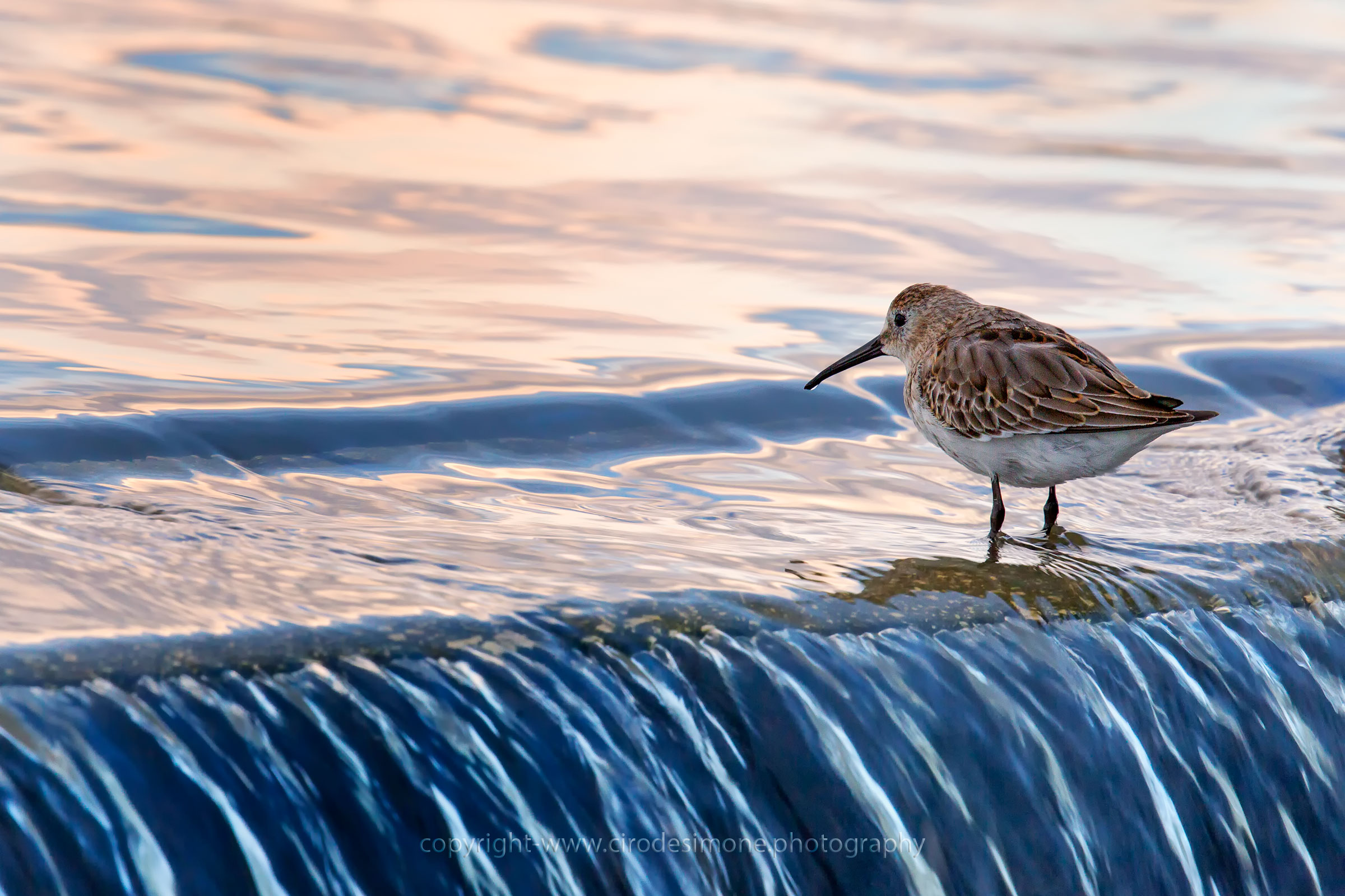La solitudine del piovanello