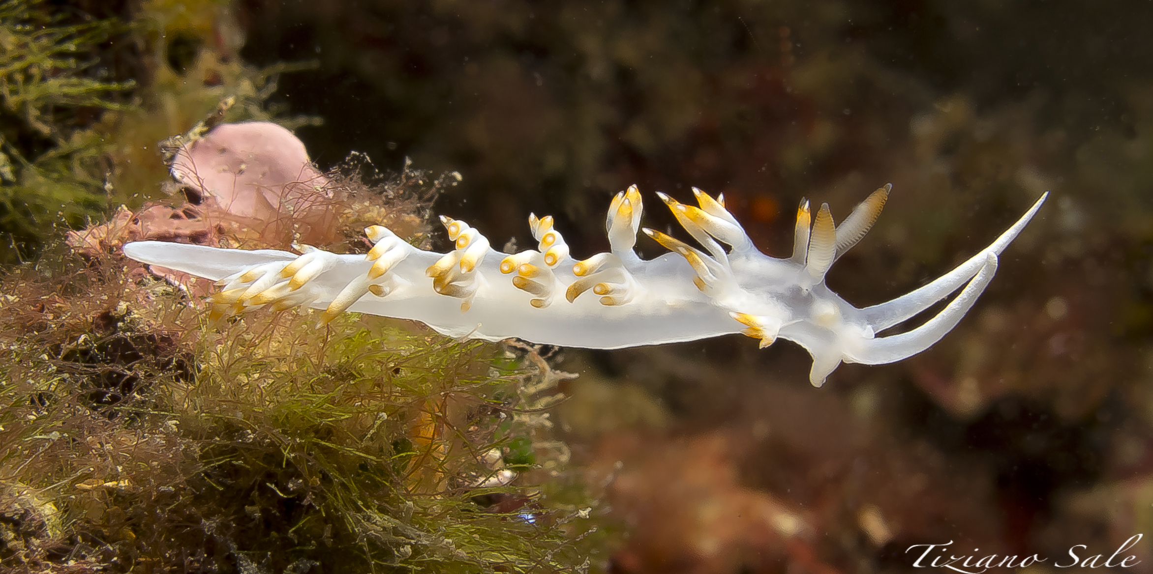 nudibranco