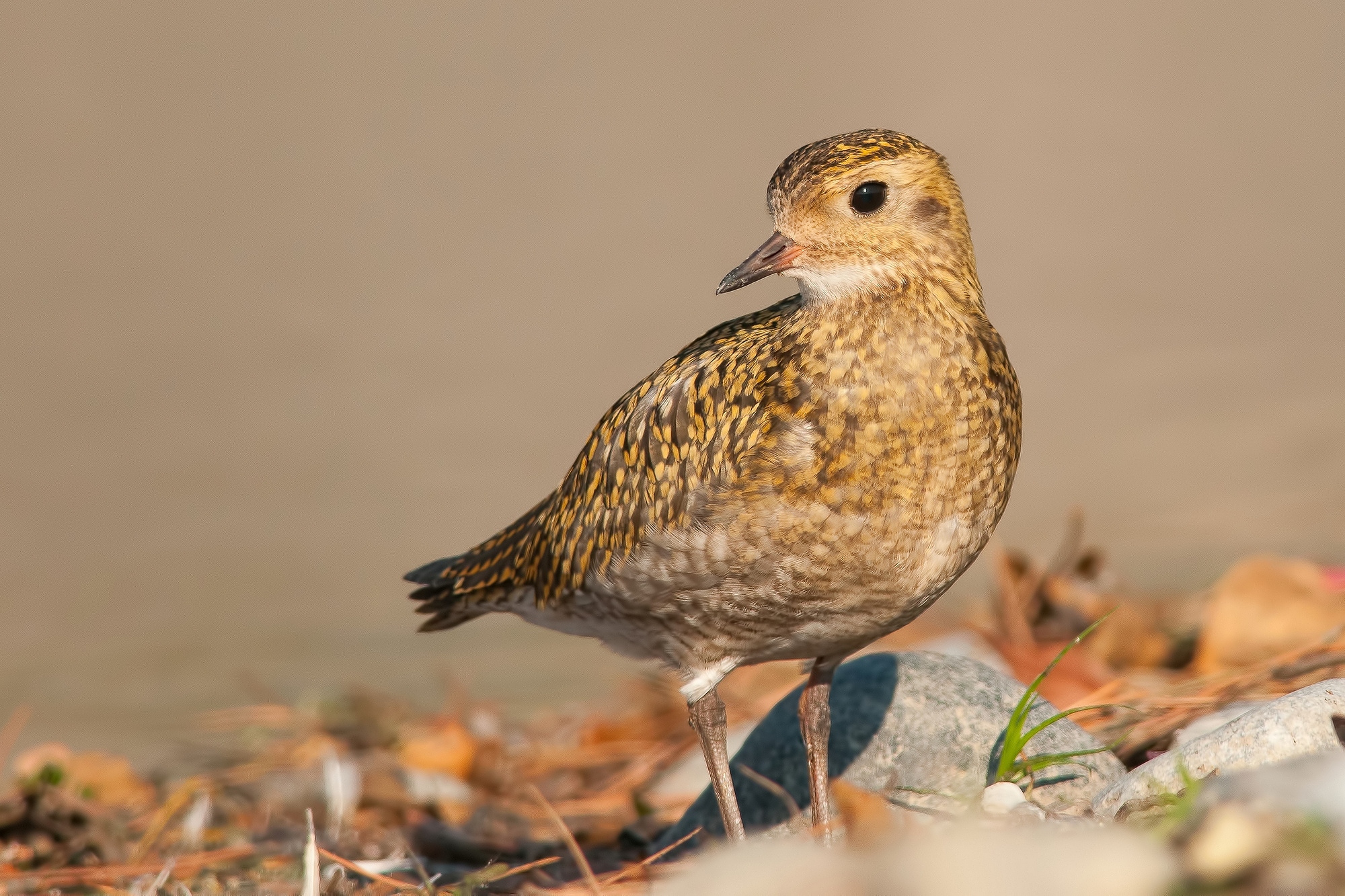 golden plover