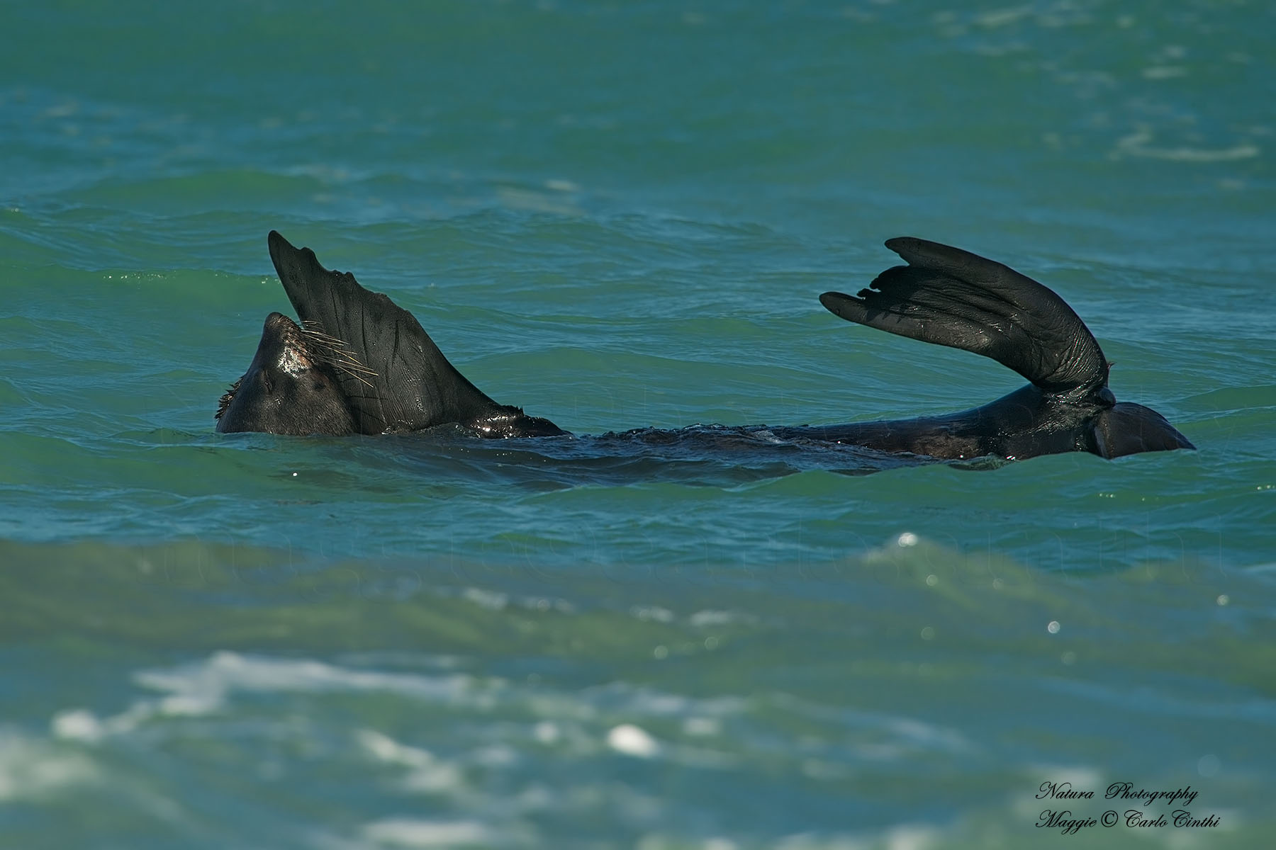 Sealion - Total Relaxation