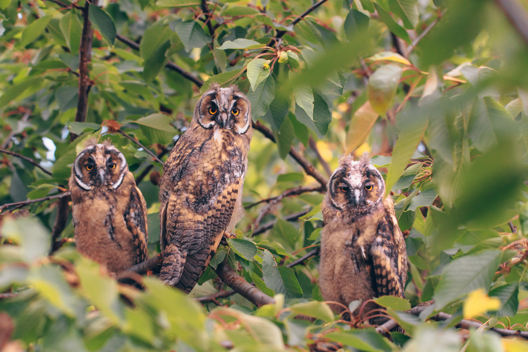 Pulli di Gufo Comune | Long eared owl - Asio otus