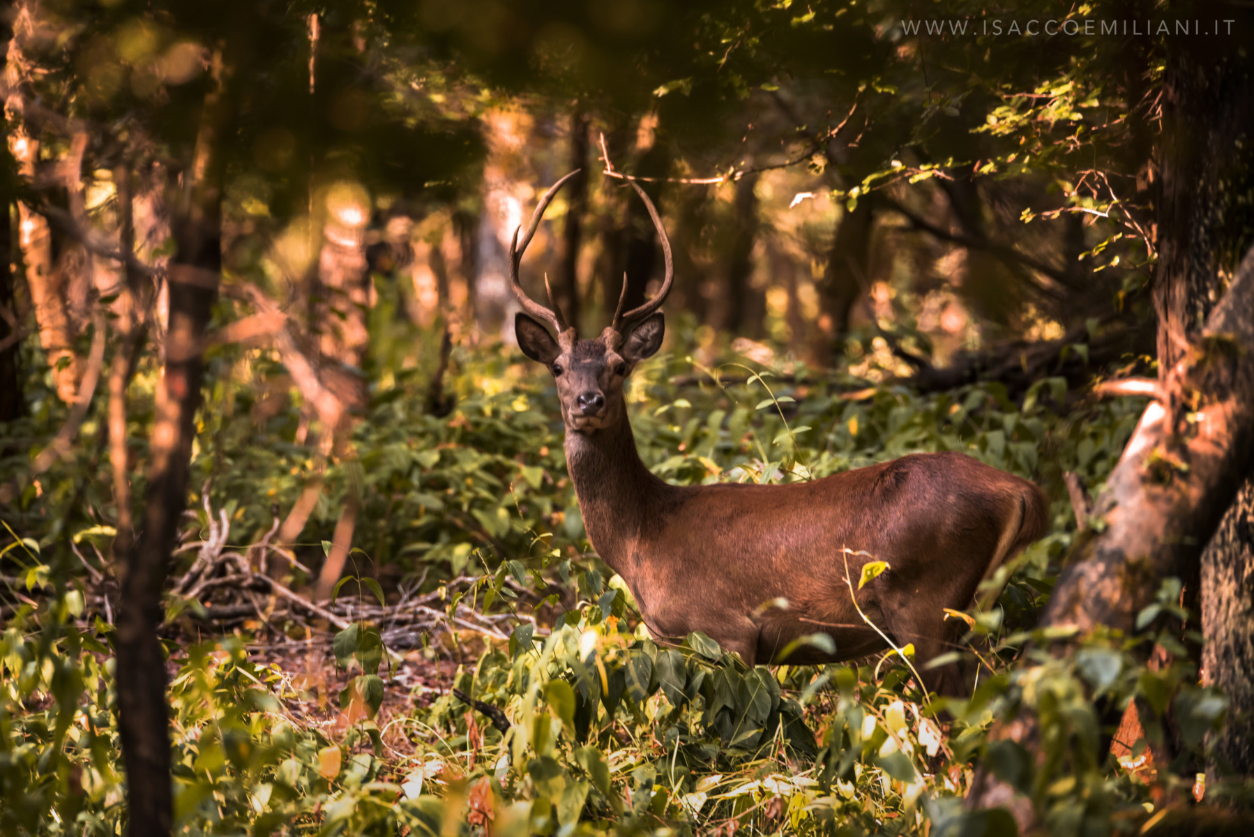 Piacevoli incontri...