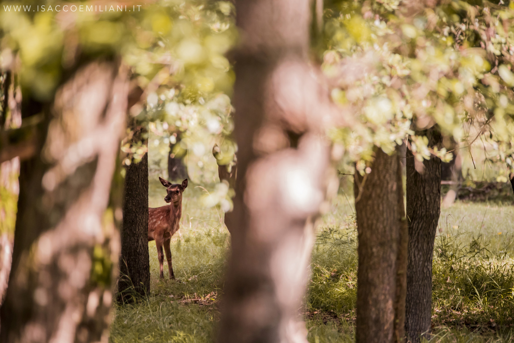 Un bellissimo cerbiatto, nel sottobosco di un' immensa