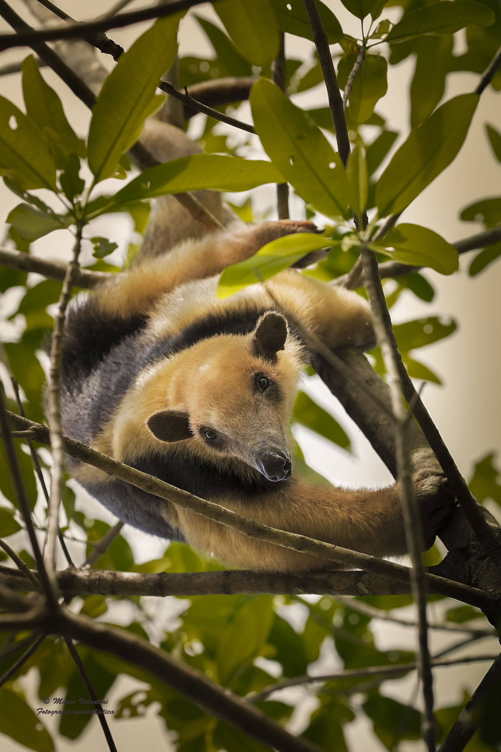 Surprisingly the tamandua