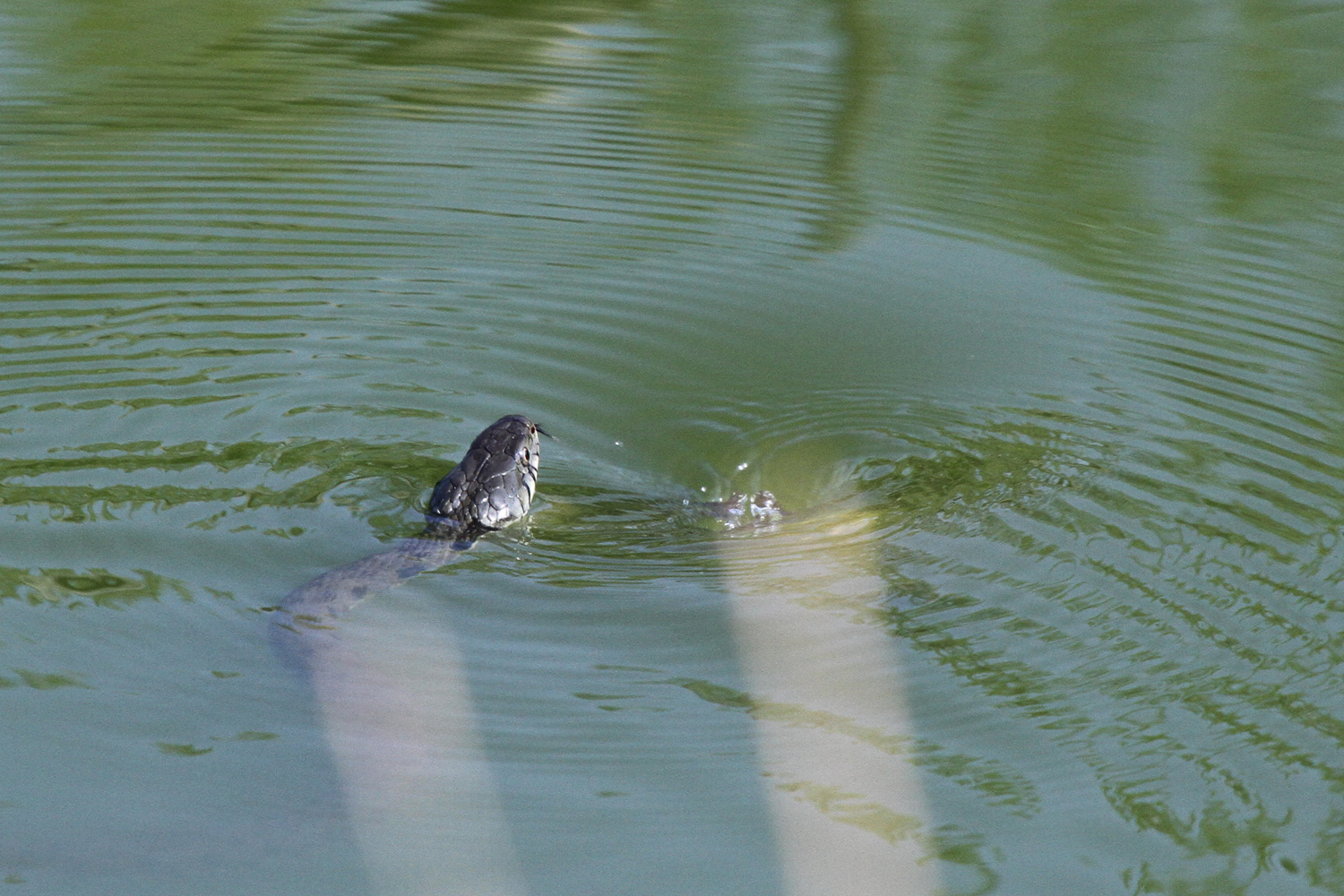 incontro...biscia con rana toro giovane