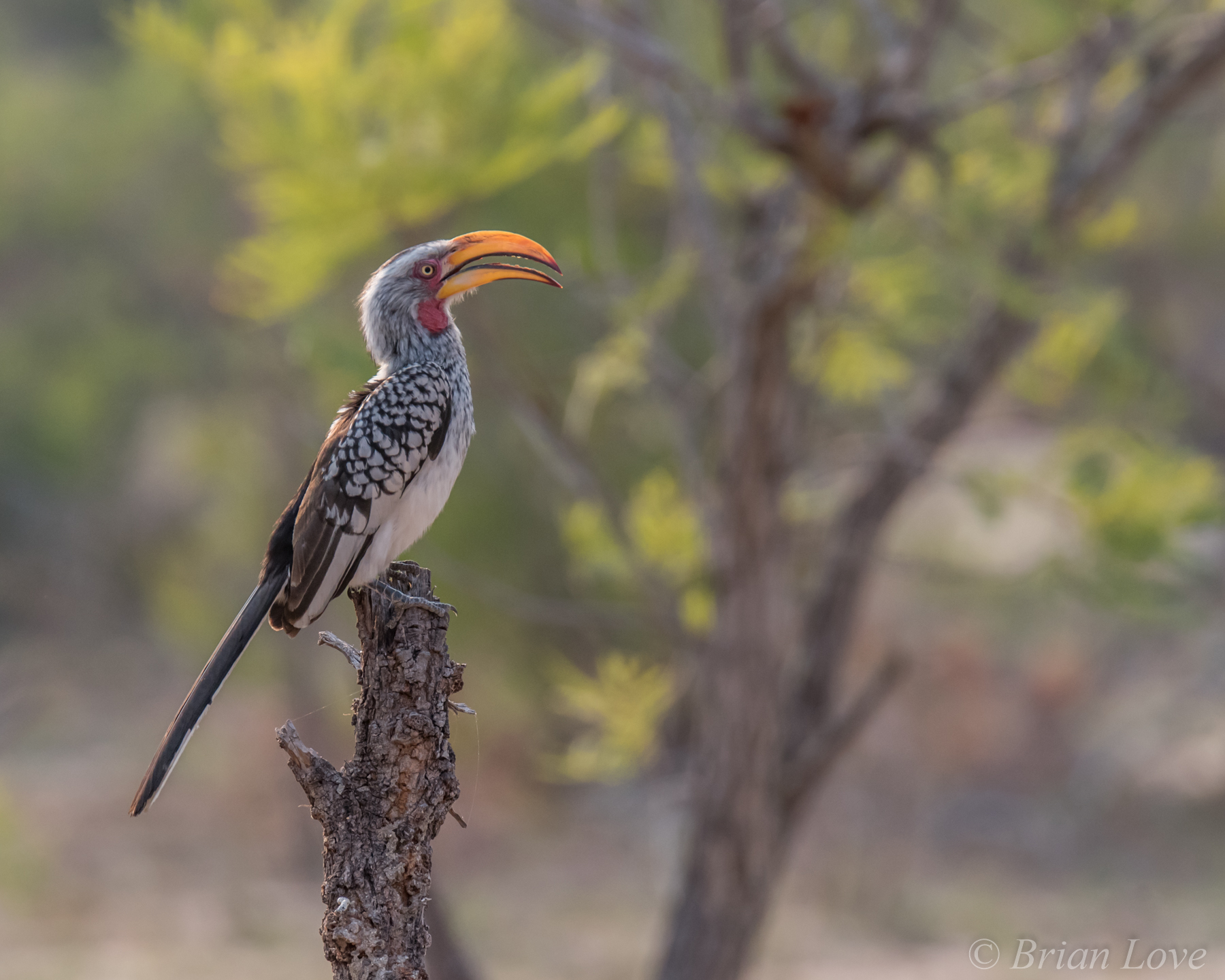 TOCKUS LEUCOMELAS (Tockus leucomelas)