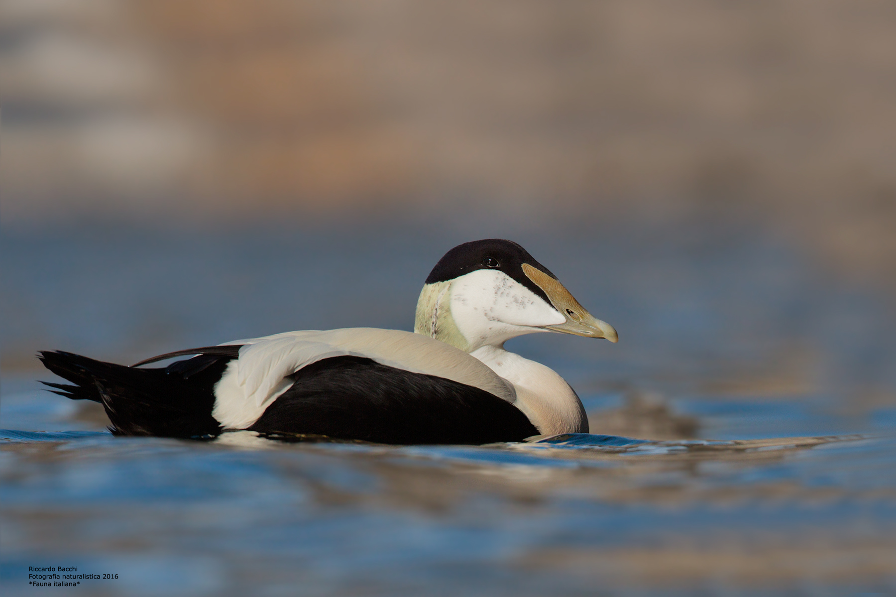 Edredone Maschio in Italia