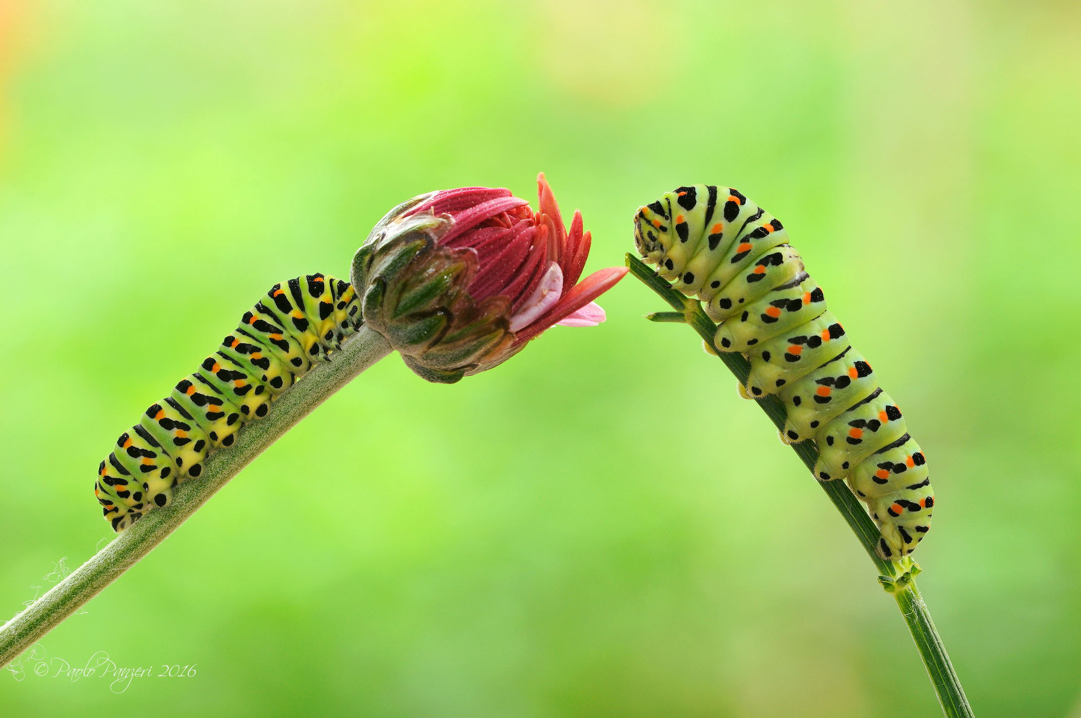 Discovering the flowers