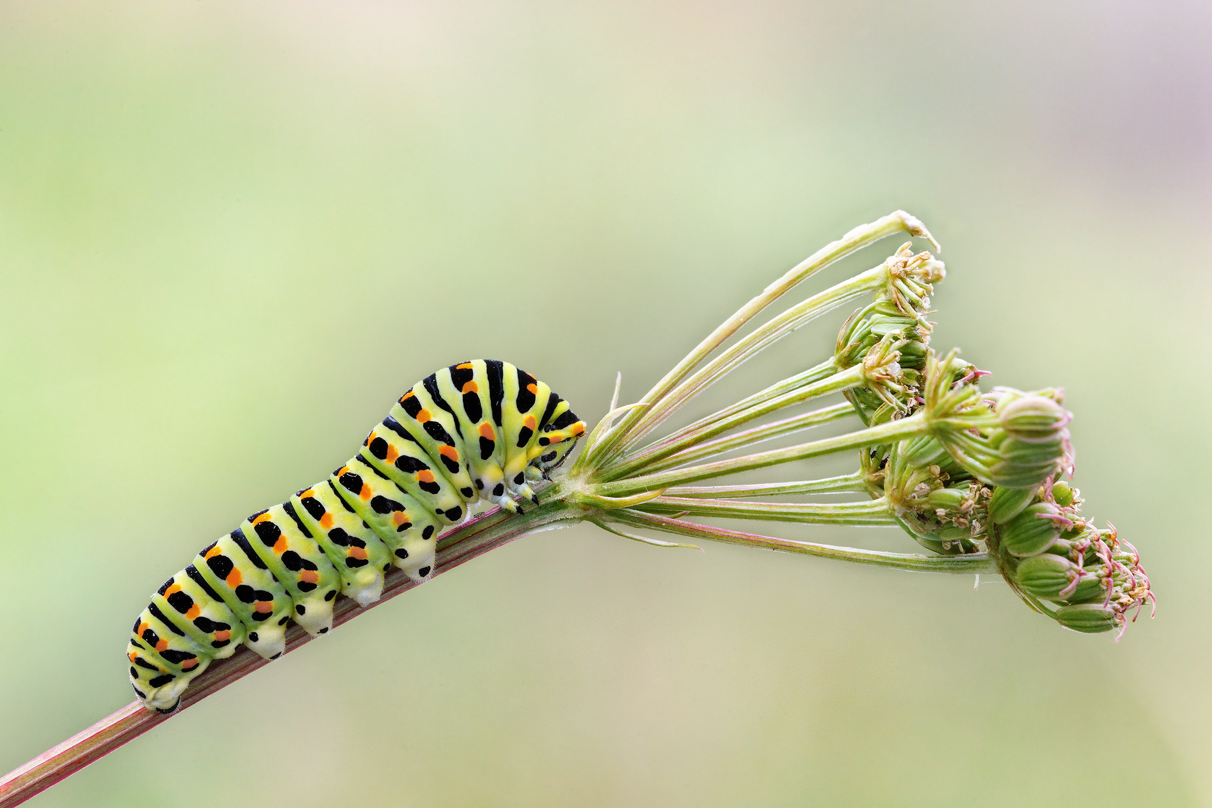 Caterpillar of swallowtail