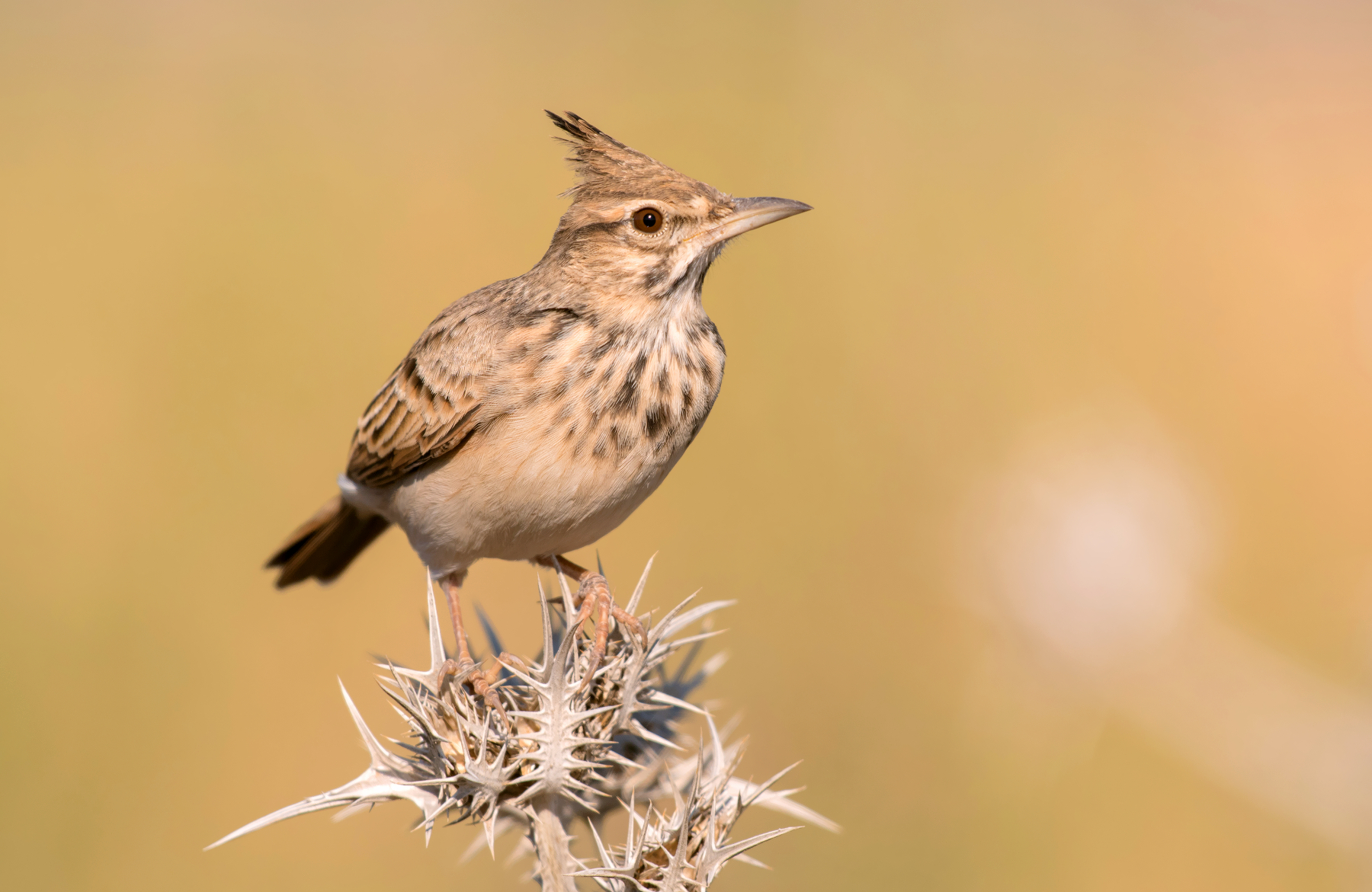 crested lark
