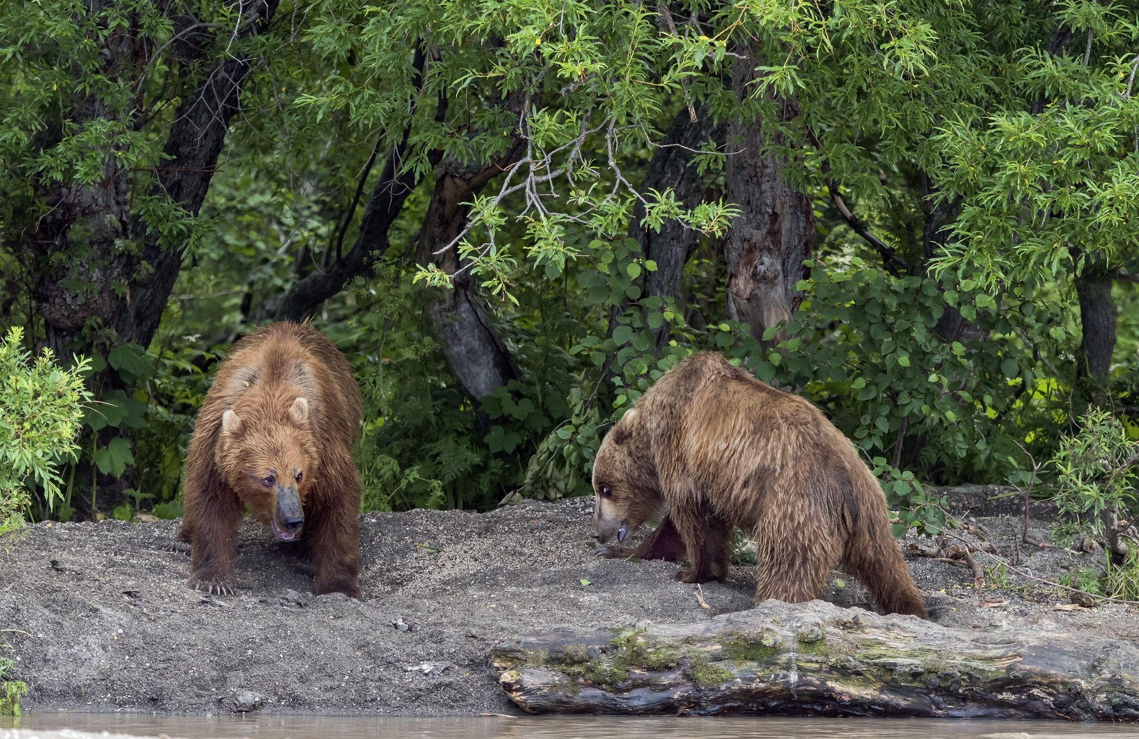 Kamchatka 2016 - Incontri