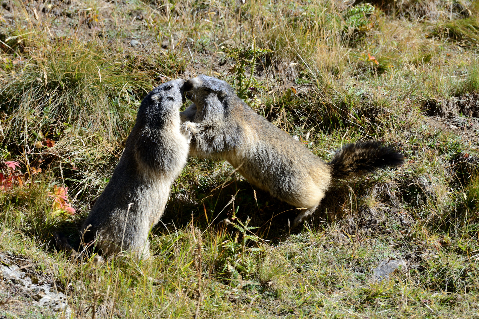 Marmotte
