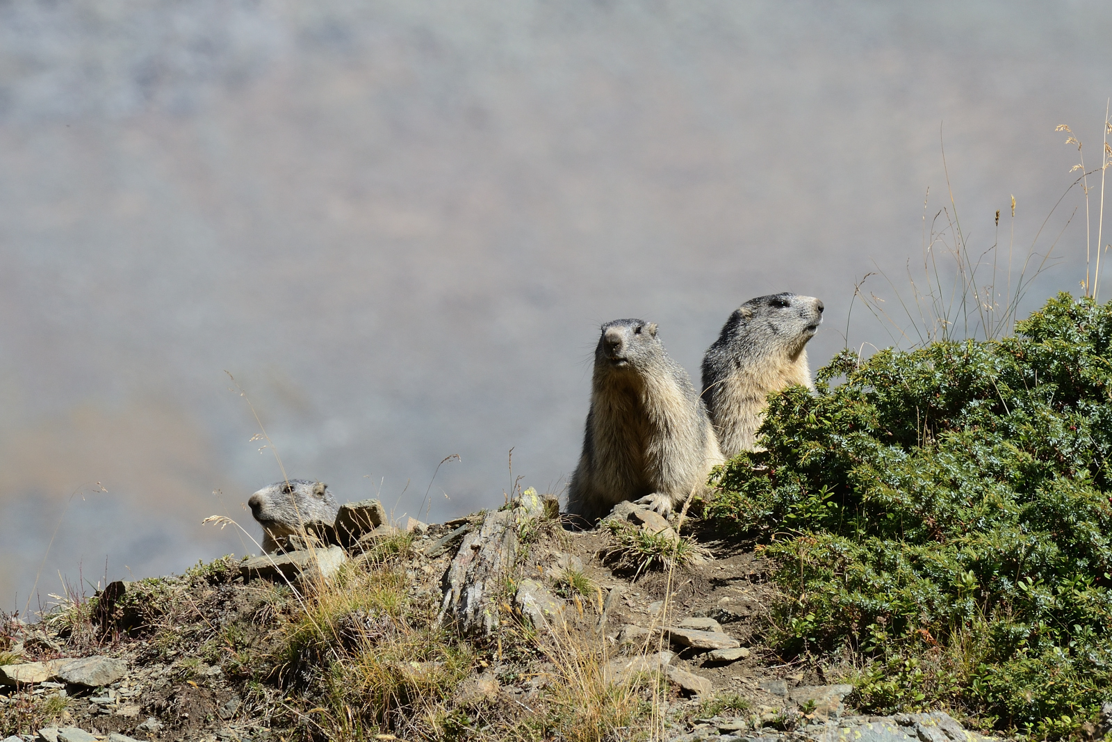 Siam tre piccole marmotte