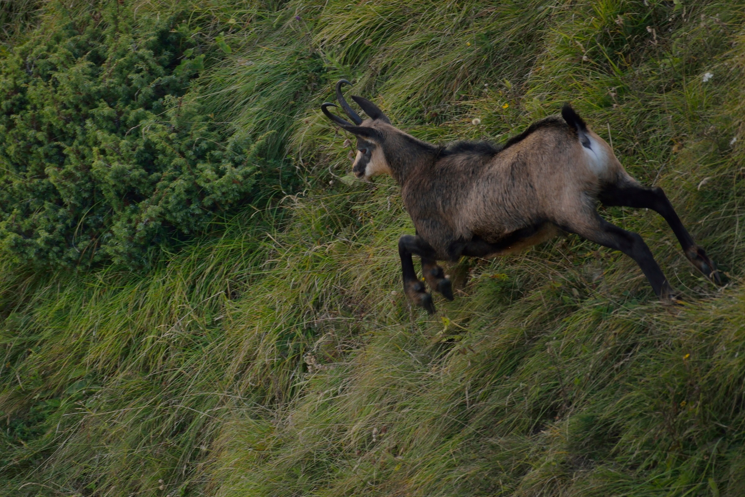 Suede on the run ...