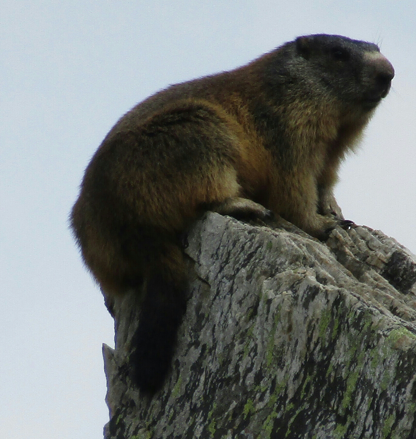 marmot on long tail stone