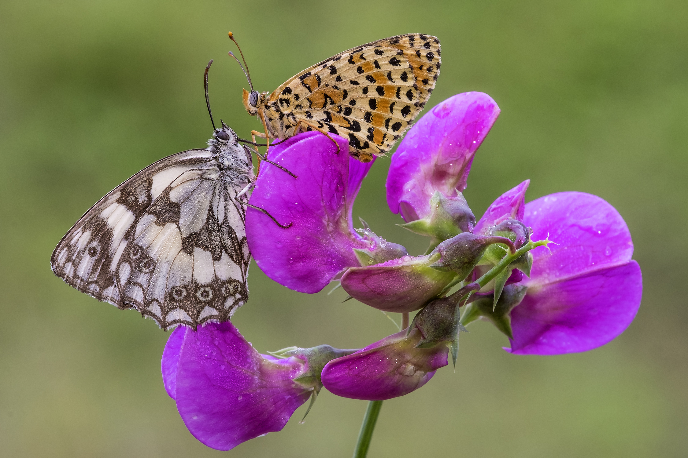Melanargia with Melitea