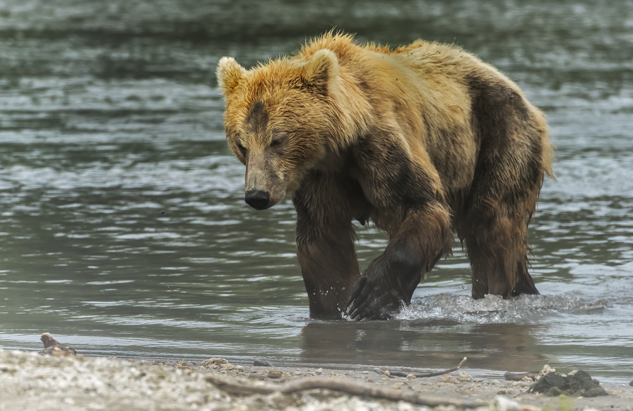 Kamchatka 2016 - Nella nebbiolina del mattino