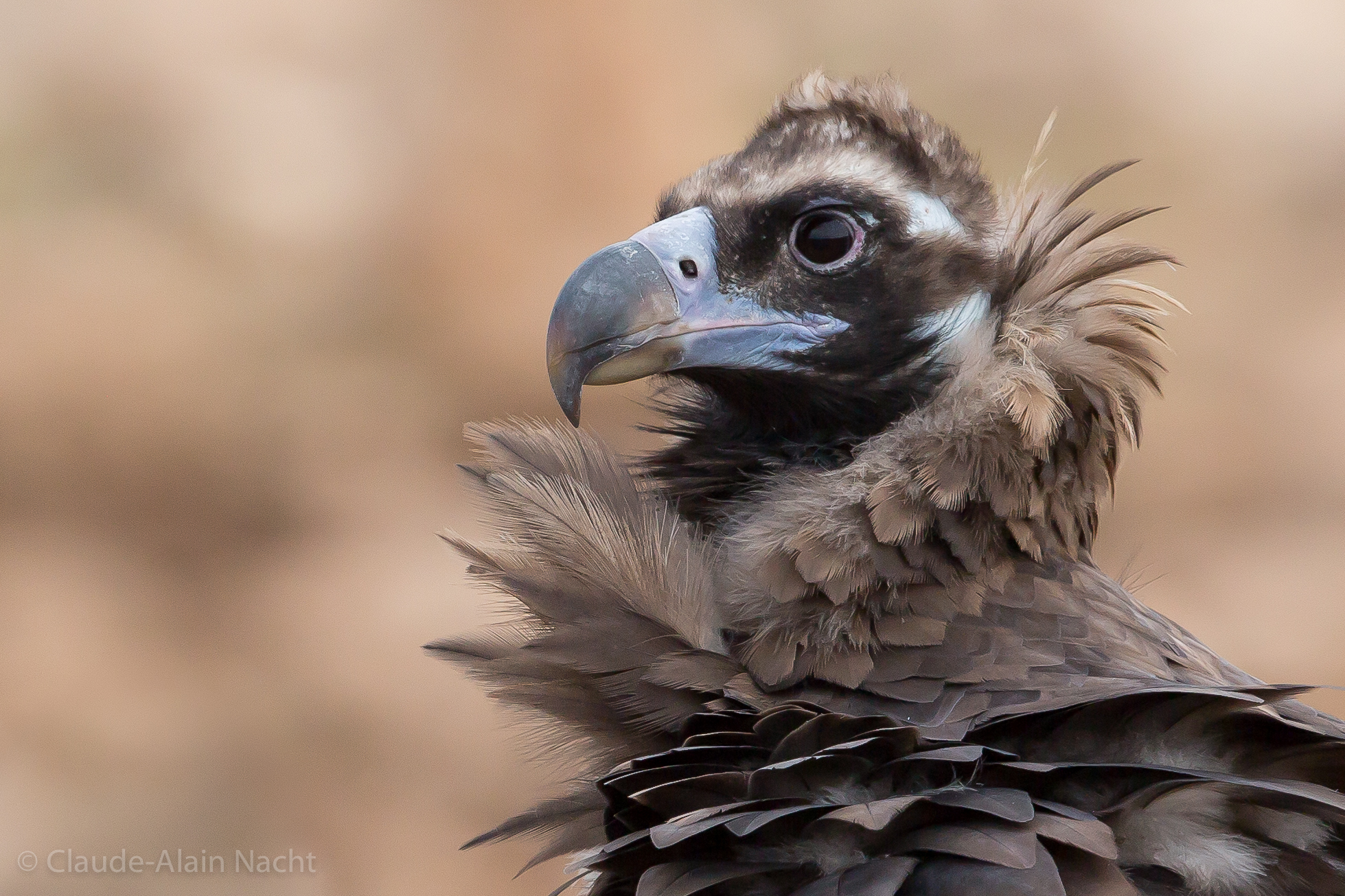 Meeting in Spanish mountains