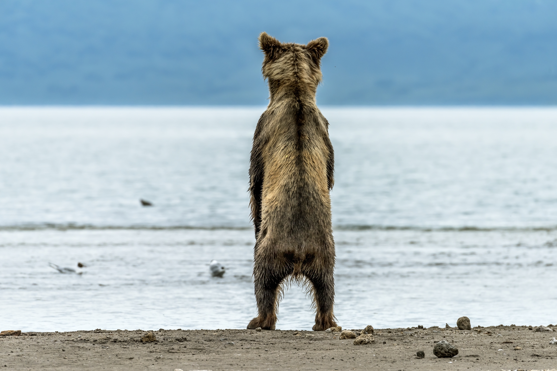 Kamchatka 2016 - Di vedetta