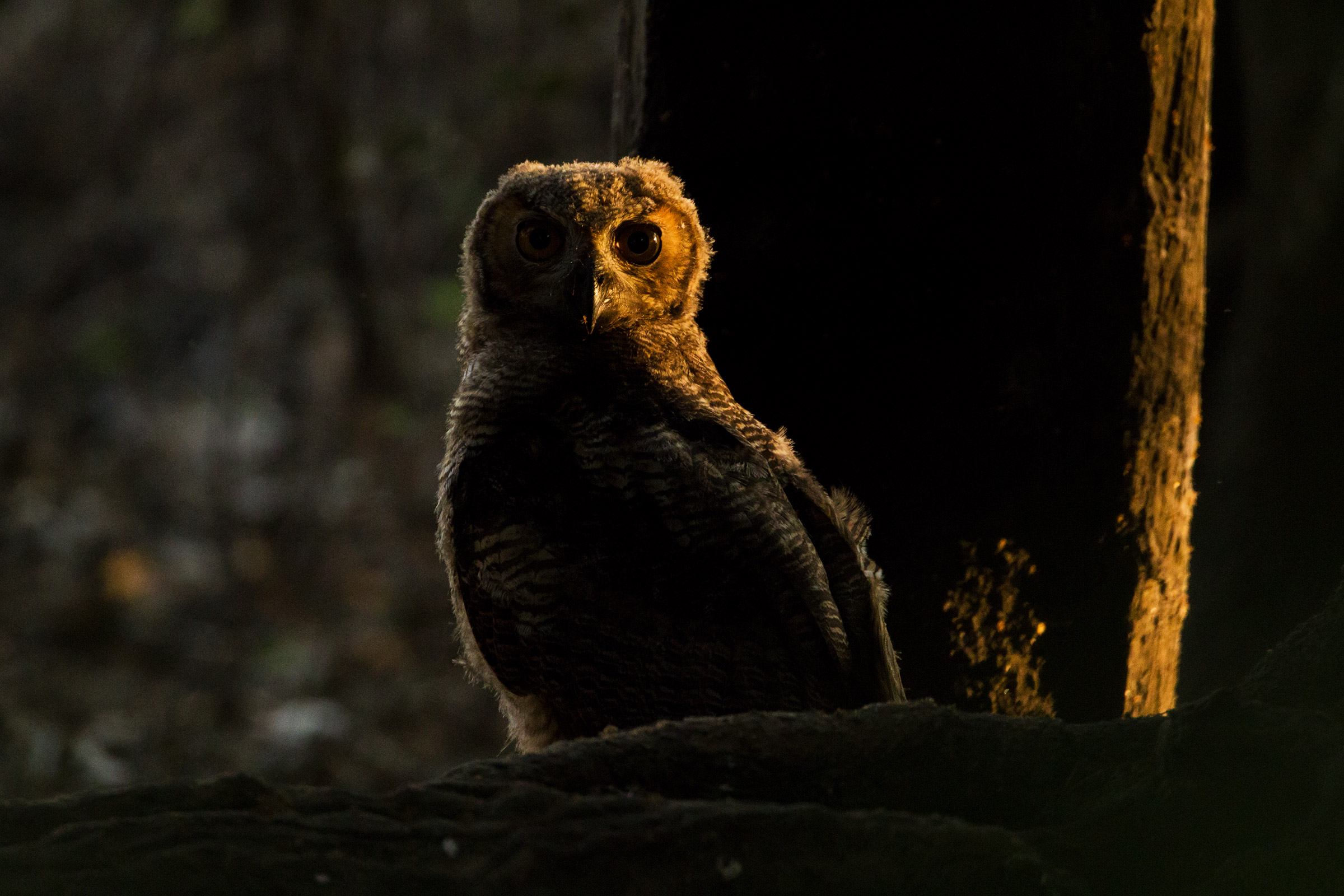 Owl in the twilight