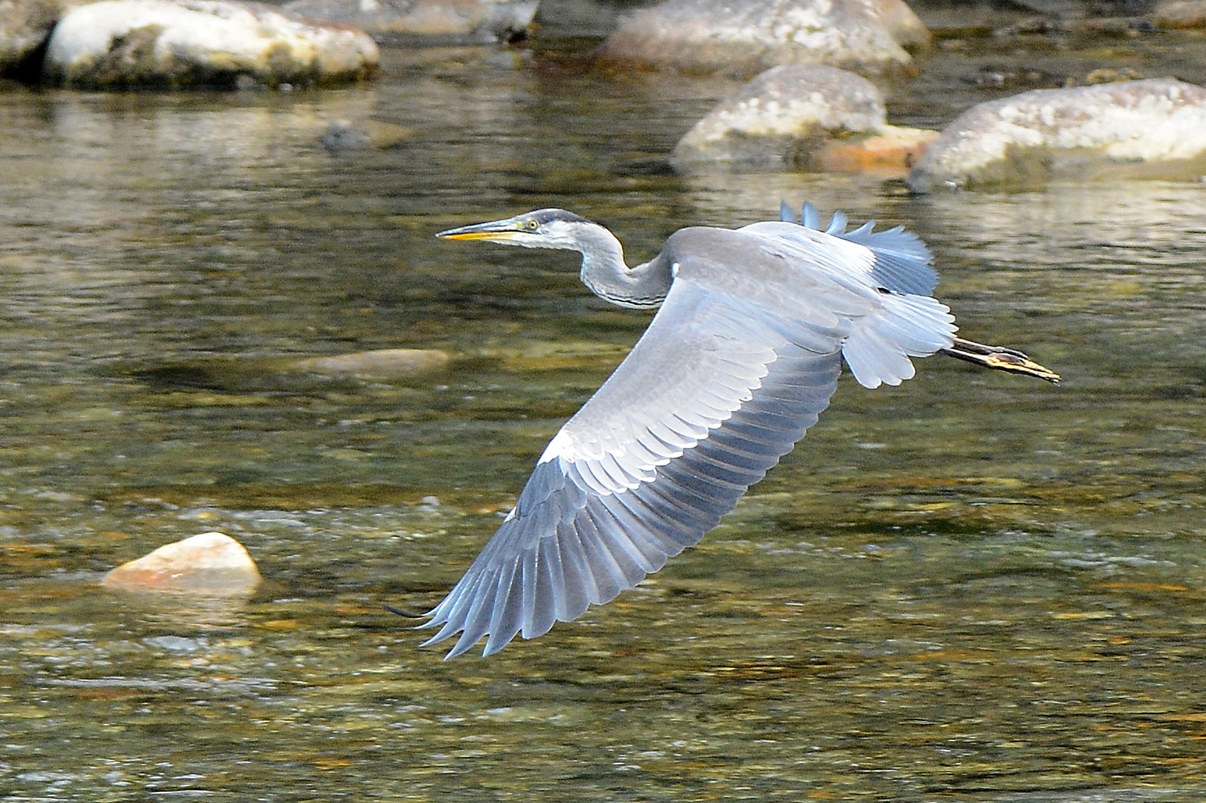 Grey Heron on the River Moesa