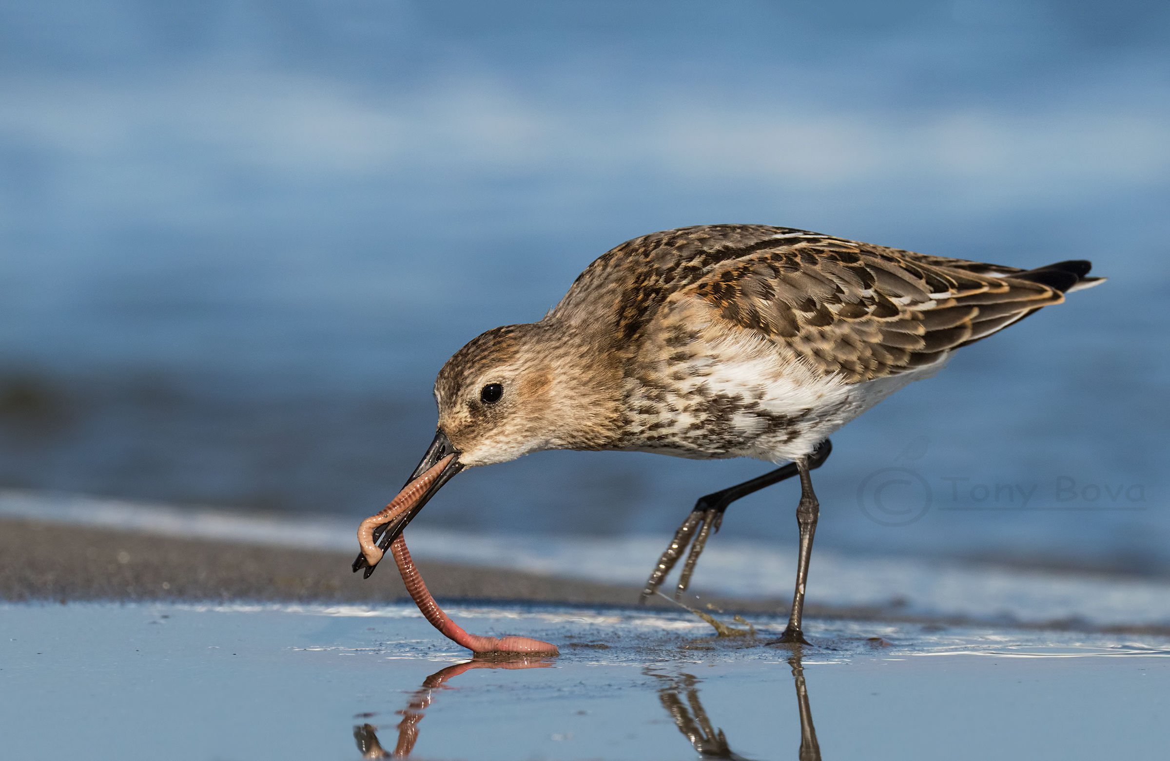 Si mangia ... Piovanello Pancianera