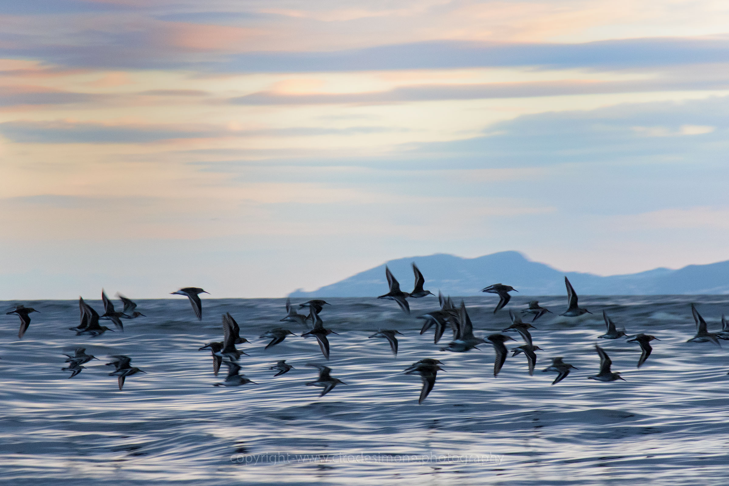 Piovanelli al tramonto