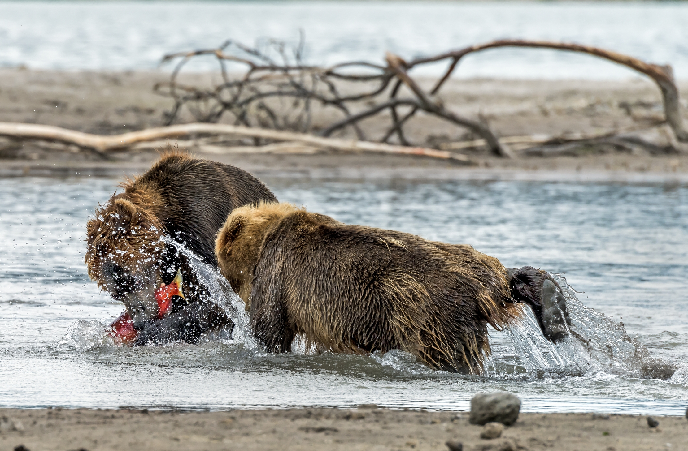 Kamchatka 2016 - Quel salmone è mio!